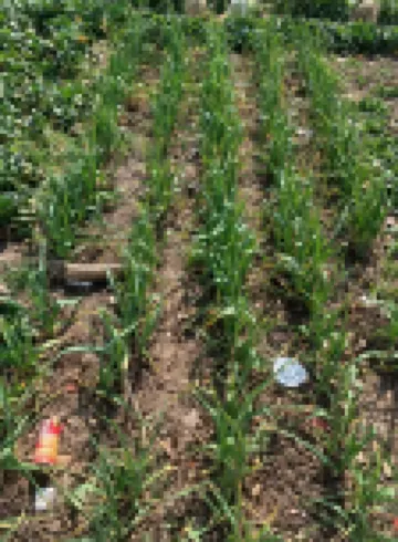 Wenxinwan Loft Jingpin Haijing Minsu (Renmin Road)