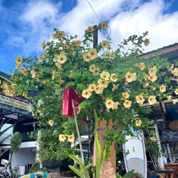 Pirates Terrace Chumphon