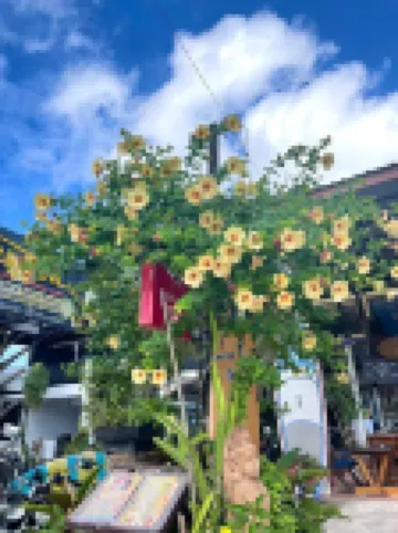 Pirates Terrace Chumphon