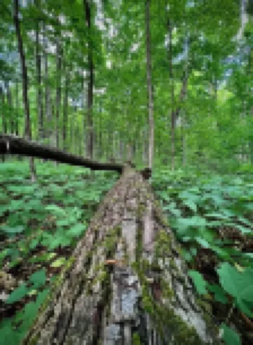 Gorgeous, Vintage, Crystal Mt Tiny Home