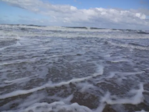 Baltic Sea wind at the edge of the forest