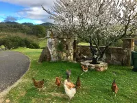 Castello di GoLightly - Pool - Epic Sweeping Wine Country Views! Maxwell Farms Regional Park附近的飯店