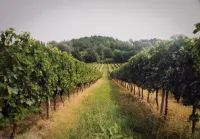 Cottage between Bordeaux and St Emilion with Magnificent Park, surrounded by Vines