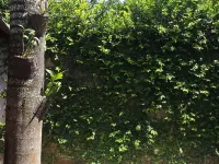 Green Oasis Hotel Hotels in La Romana