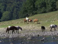 Pour les Curieux de L'insolite Nature Hoteles en Neuvéglise