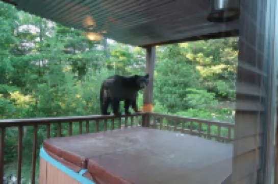 Antlers MountainLodge~ Beautiful Mountaintop Cabin in the Smoky Mountains