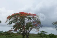 House / Villa - Pointe aux Piments for rent - half-board