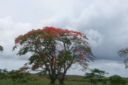 House / Villa - Pointe aux Piments for rent - half-board