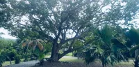Vacation Home with Private Pool in Tropical Setting on East End, St. Croix.
