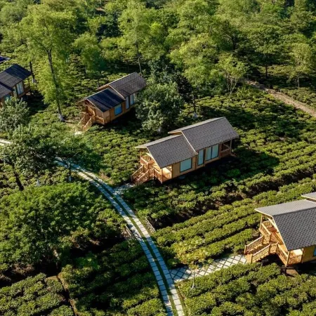 The Postcard in the Durrung Tea Estate