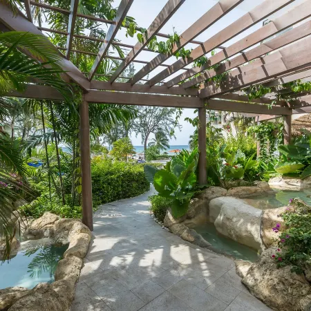 Bougainvillea Barbados