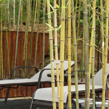 Xiao Senlin Resort Hotel