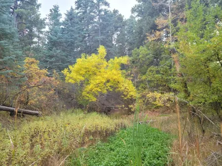 21 Acre Paradise-sleeps 11 in wooded wonderland