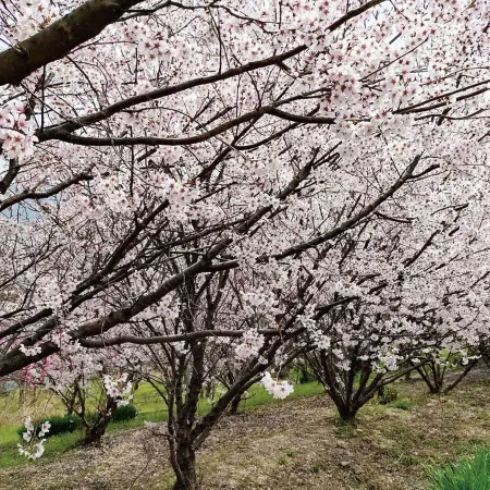 Setouchi Hitotsuru Hanare