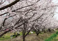 Setouchi Hitotsuru Hanare