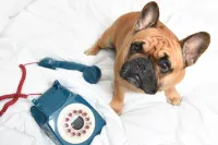 Moxy NYC Times Square - Pet friendly