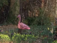 Walking distance to DowntownThe Flamingo”- Dogs Stay Free!