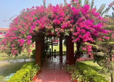 Naturoville Wellness Resort Rishikesh – Surrounded by Nature, Rooted in Wellness Отели рядом с Аэропорт Дехрадун