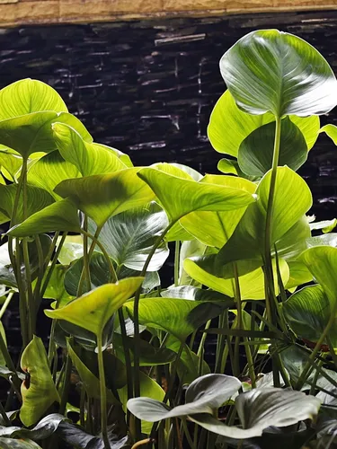 รูปภาพของโรงแรมบ้านเอสเอส กะรน