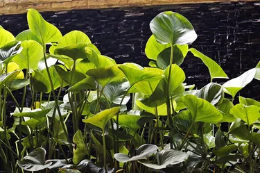 รูปภาพของโรงแรมบ้านเอสเอส กะรน