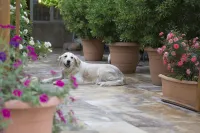 Venüs Otel  otelleri