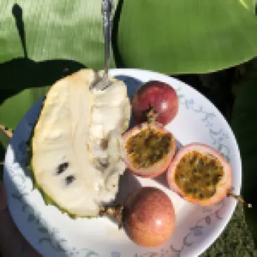 Casa Caribe Vacation Rentals