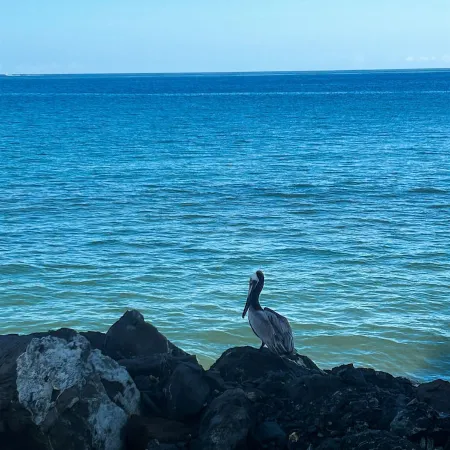 Seafront Sanctuary: Oceanfront Living 30 Feet from the Water at Going Coastal