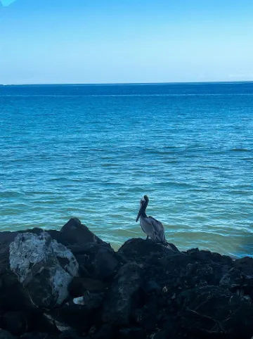 Seafront Sanctuary: Oceanfront Living 30 Feet from the Water at Going Coastal