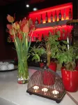 Morning Star - bar