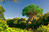 Disney's Riviera Resort Hotels in Bay Lake