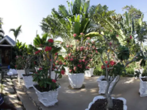 棕櫚度假村 內格里爾酒店