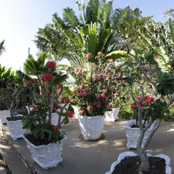 Negril Palms