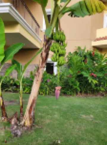 Stay on the Beach at Acqua Condo