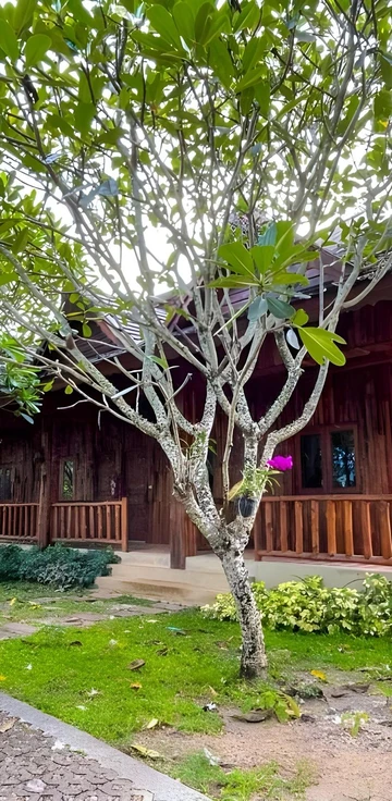 รูปภาพของกรีนทรี รีสอร์ต