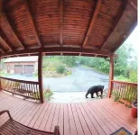 Private Log Cabin in woods, Fenced, Mountain Views