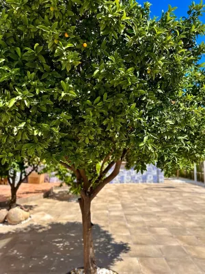 Andalusian Hideaway a 10 Minutos del Corazón de Granada Hotels in Genil