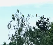 Quiet and well located apartment in green area, ideal for family. Hotel a Marly-le-Roi