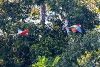 Tambopata Edosikiana Ecolodge