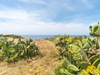Ananas 4 D