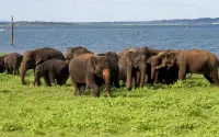 Black Panther Yala Hotel a Wirawila