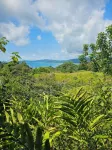 Drake Bay Greenleaf