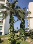Luxurious newly renovated BeachFront Condo & Vidanta Membership