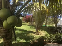Room w/ ocean view balcony next to the beach. 2 pools, fire pit, gardens & more!