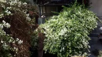 Daher Guest House Nazareth - 3-Star