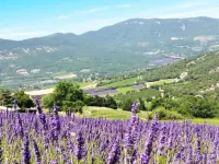 Le Cèdre