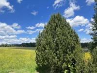 Holiday house in the quietly located holiday park Tennenbronn Hotels in Schramberg