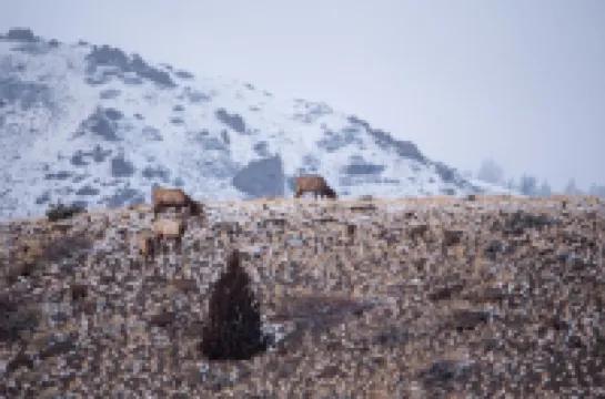 Gateway to Shoshone & Yellowstone