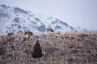 Gateway to Shoshone & Yellowstone