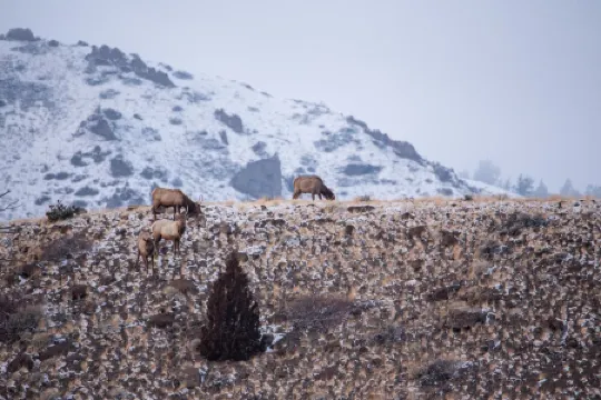 Gateway to Shoshone & Yellowstone
