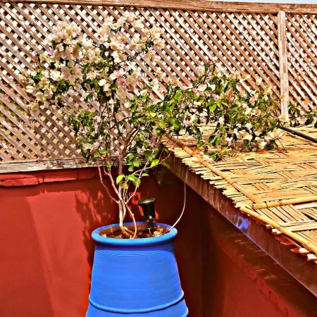 Riad Sidi Mimoune & Spa